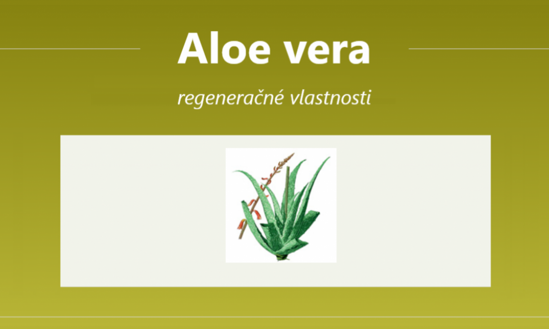 Aloe vera