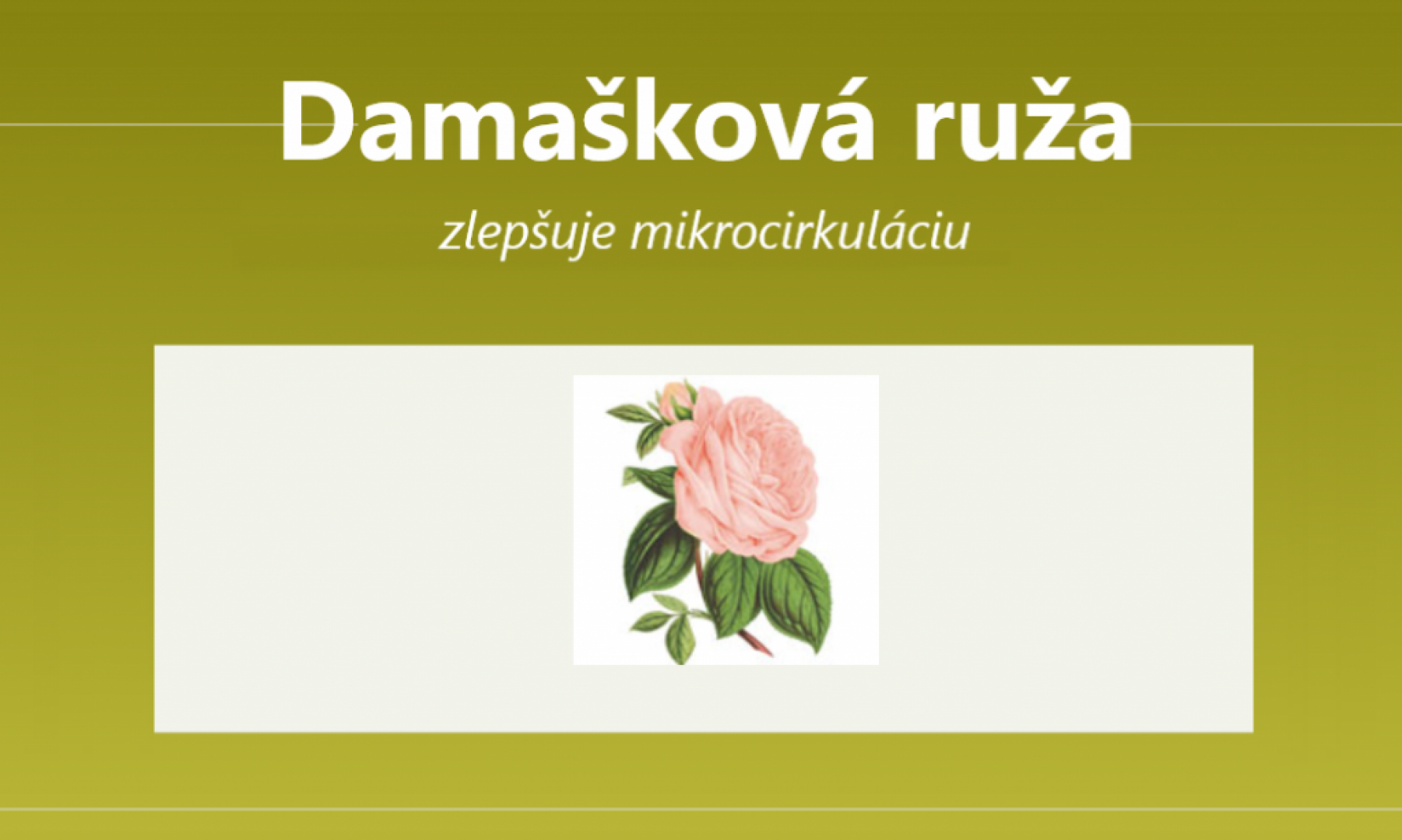 Damašková ruža