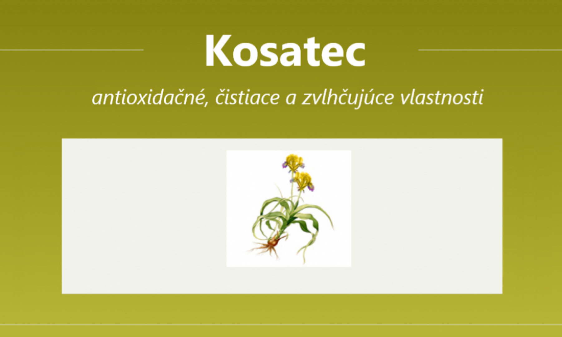 Kosatec