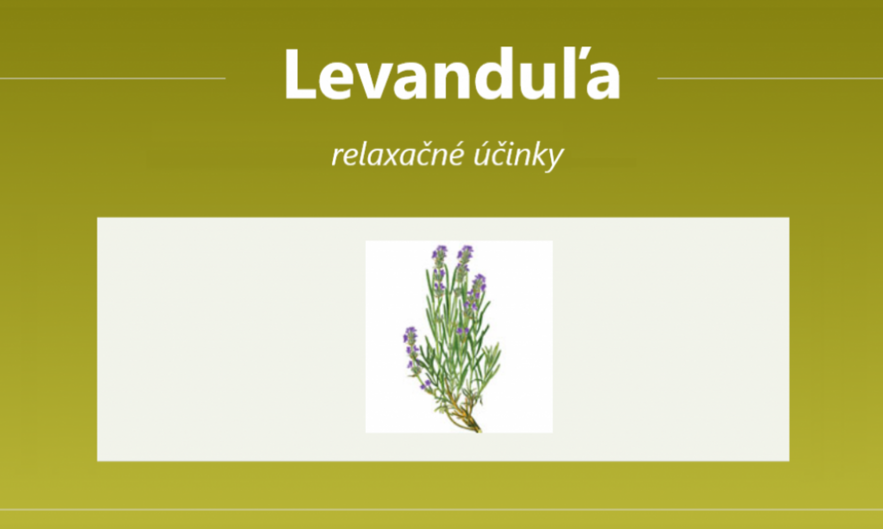 Levanduľa