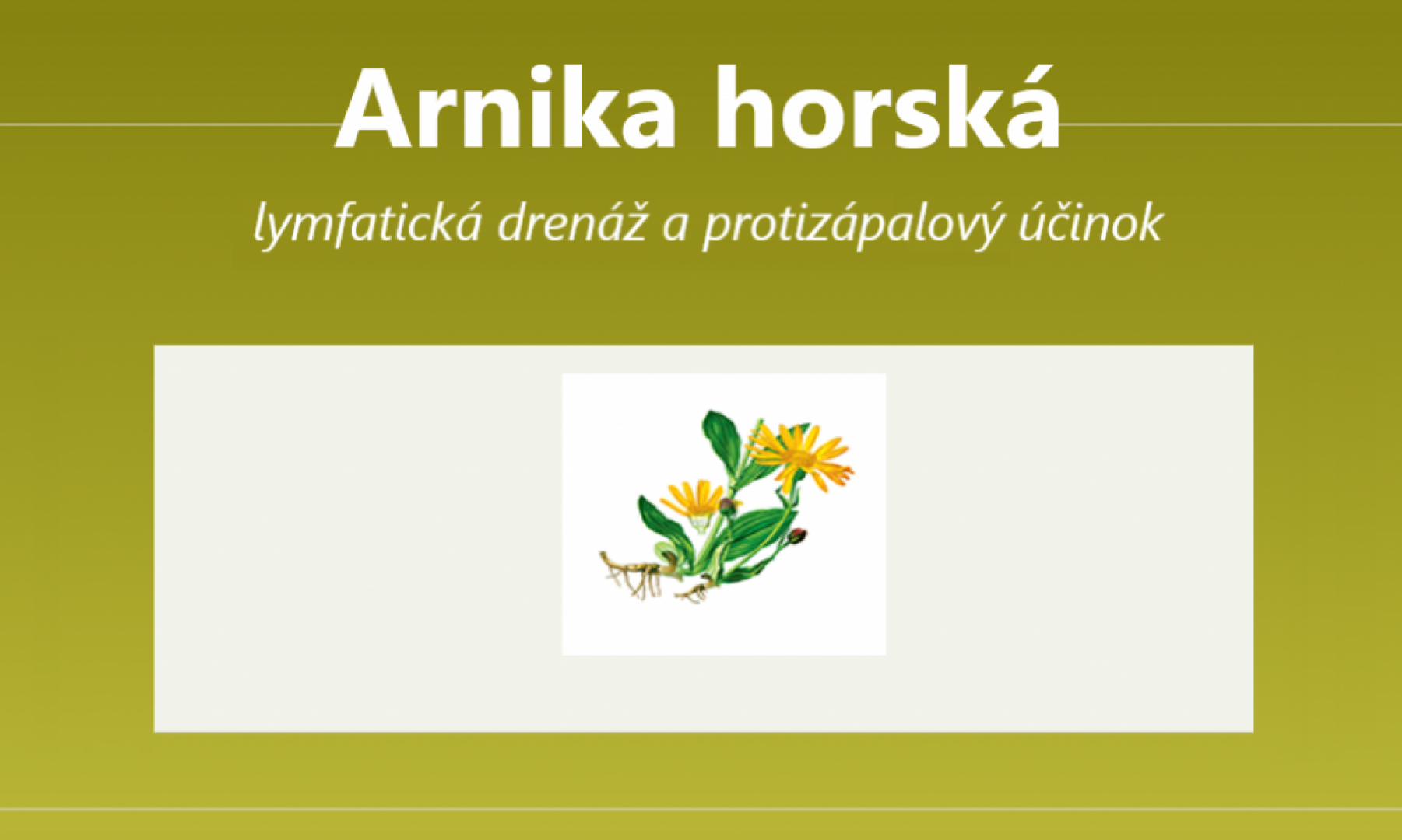 Arnika horská