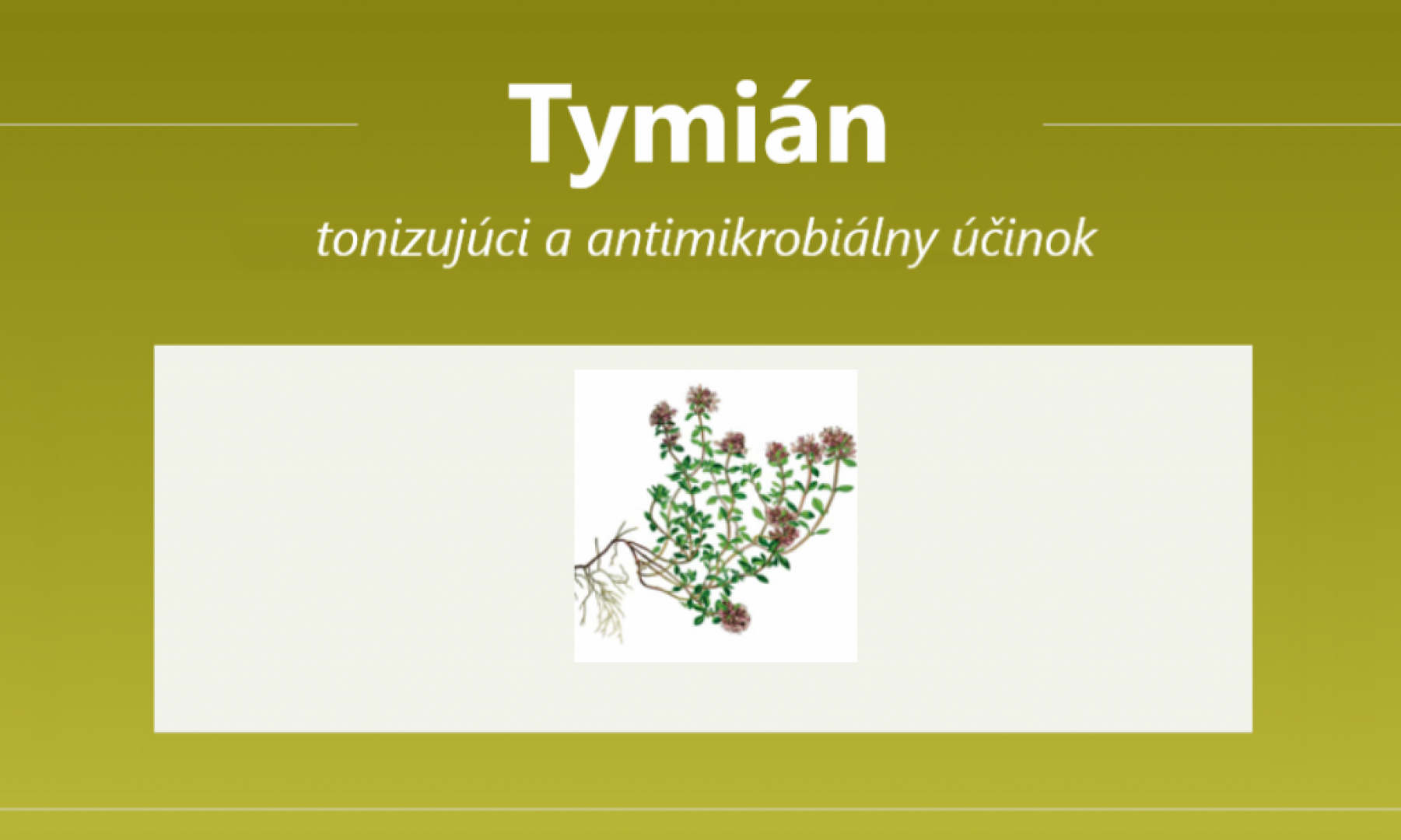 Tymián