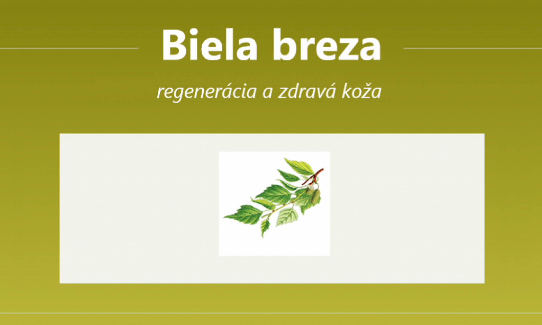 Biela breza