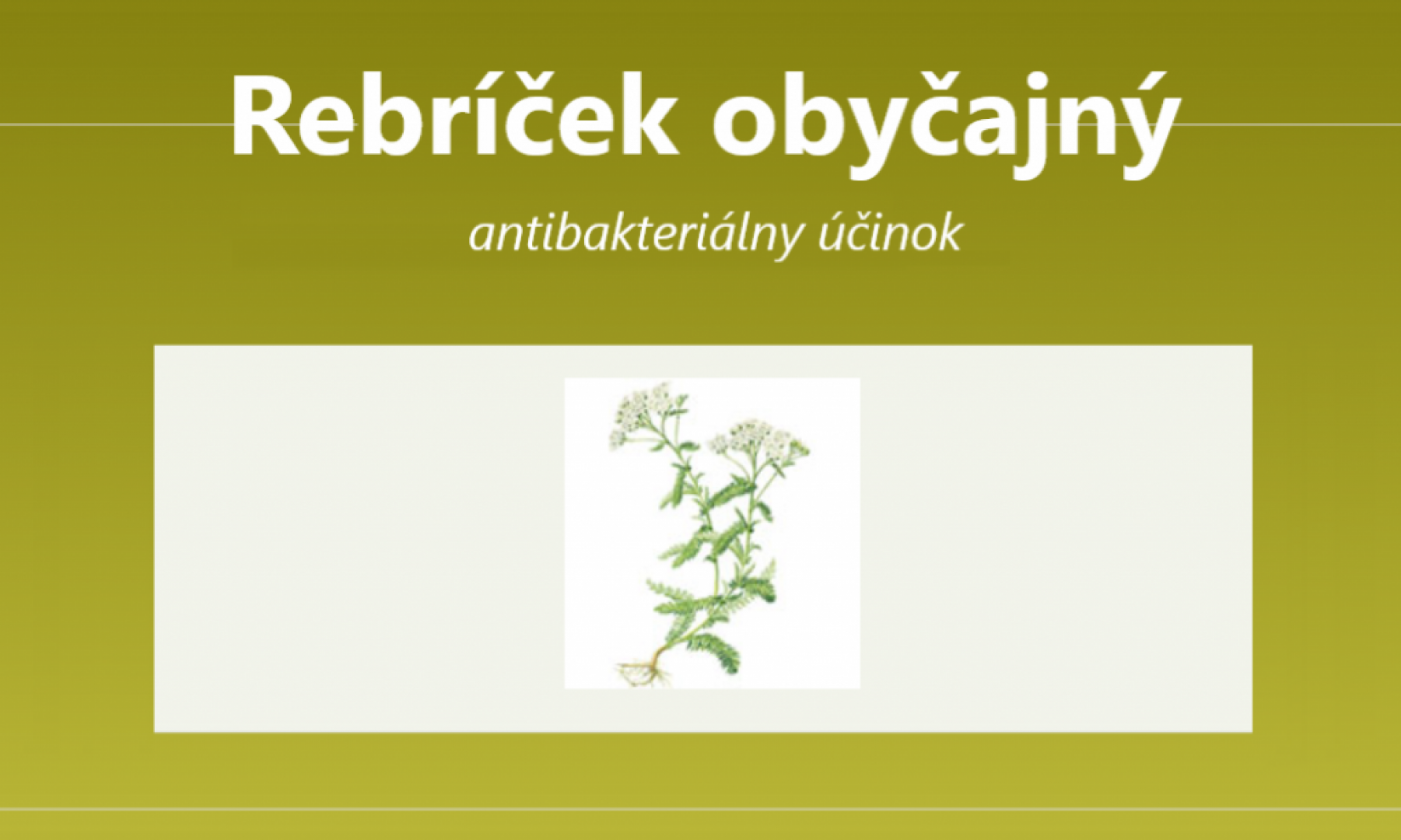 Rebríček obyčajný